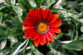 Gazania- New Day Red Shades- 2 Pack Gazania- New Day Red Shades- 2 Pack