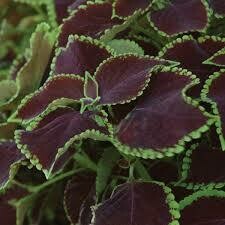 Coleus- Premium Sun Chocolate Mint-3 Coleus- Premium Sun Chocolate Mint-3
