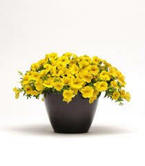 Calibrachoa- Kabloom Yellow- 2 Pack Calibrachoa- Kabloom Yellow- 2 Pack