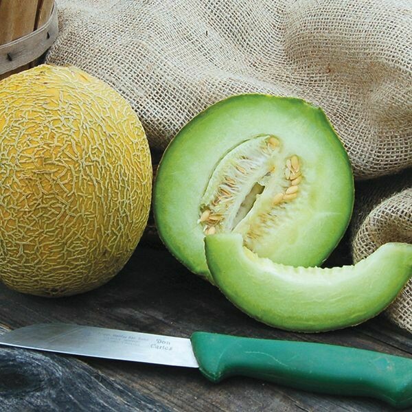 Melon- Arava Melon- Arava