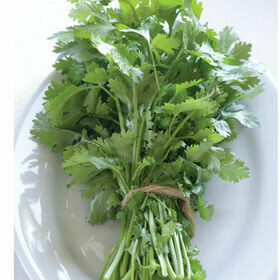 Cilantro- Santo Cilantro- Santo