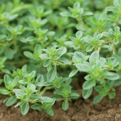 Thyme- Creeping Thyme- Creeping