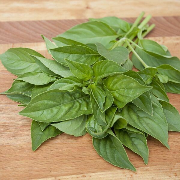 Basil- Lemon Basil- Lemon