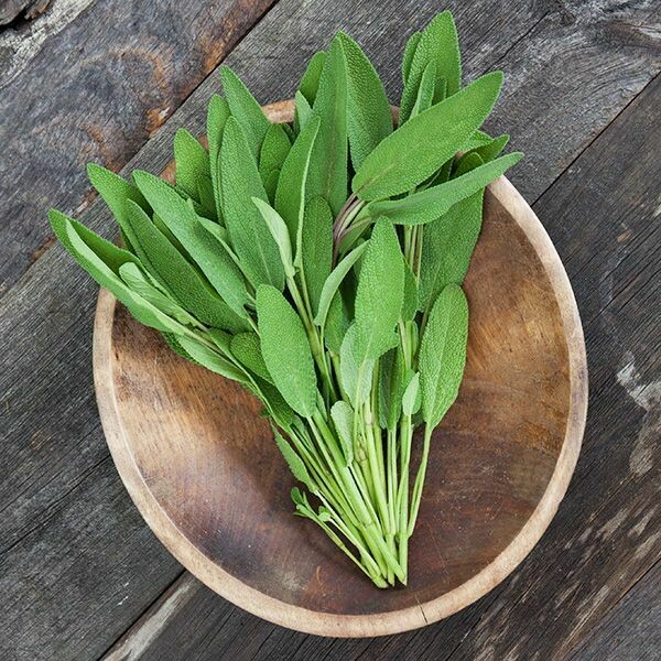 Sage- Fanni Common Sage- Fanni Common