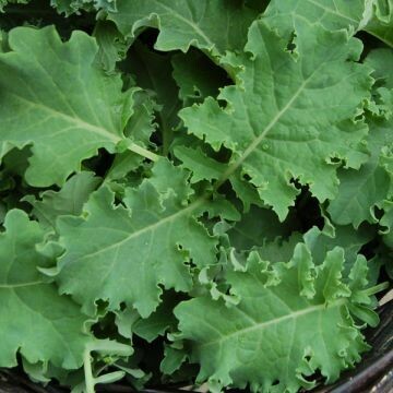 Kale- Vates Kale- Vates