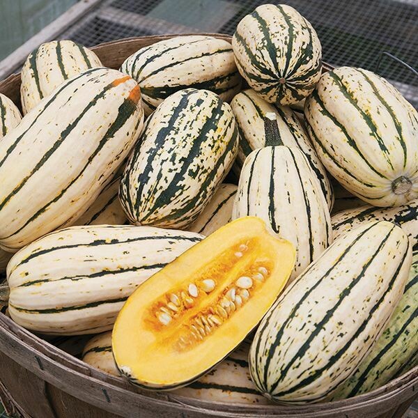 Winter Squash- Bush Delicata Winter Squash- Bush Delicata