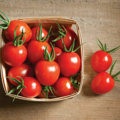 Tomato- Cherry Bomb F1 Tomato- Cherry Bomb F1
