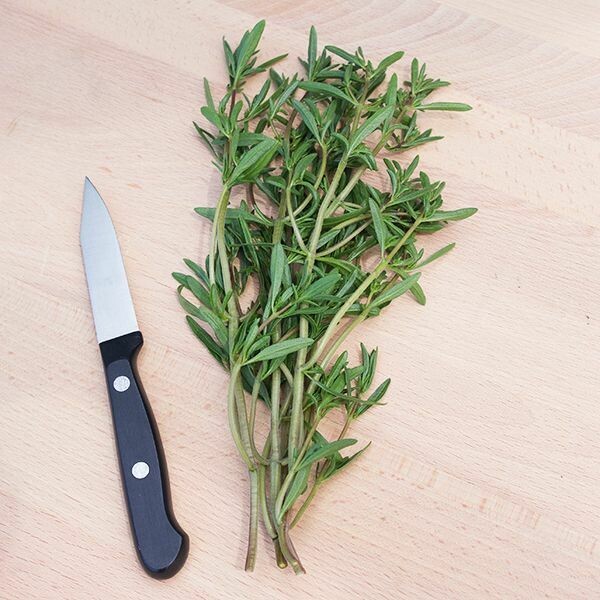 Savory- Summer Savory- Summer