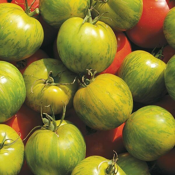 Tomato- Green Zebra Tomato- Green Zebra