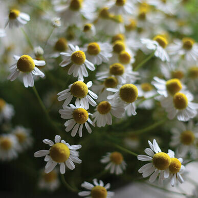 Chamomile- Common Chamomile- Common
