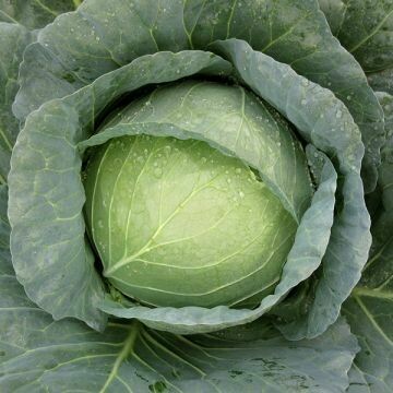 Cabbage- Capture F1 Cabbage- Capture F1