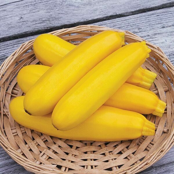 Zucchini- Yellowfin F1 Zucchini- Yellowfin F1