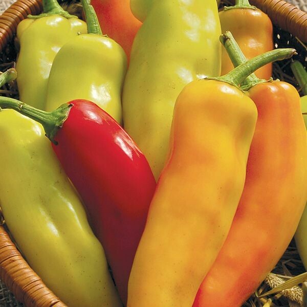 Pepper- Hungarian Hot Wax Pepper- Hungarian Hot Wax