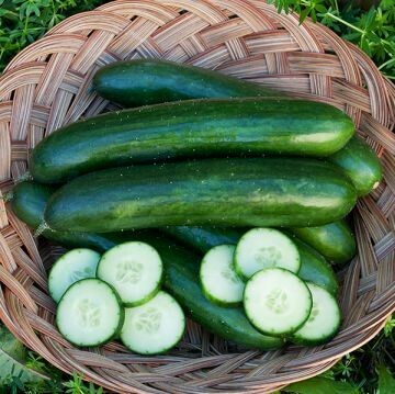 Cucumber- Green Finger Cucumber- Green Finger
