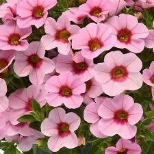 Calibrachoa- Light Pink Blast- 10 Calibrachoa- Light Pink Blast- 10