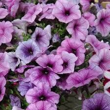 Petunia- Easy Wave Plum Vein- 10 Petunia- Easy Wave Plum Vein- 10