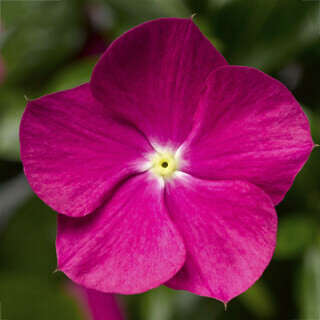 Vinca- Cascade Violet- 4 Vinca- Cascade Violet- 4