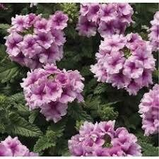 Verbena- Tuscany Orchid Frost- 2 Pack Verbena- Tuscany Orchid Frost- 2 Pack