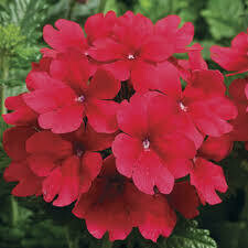 Verbena- Tuscany Scarlet- 2 Pack Verbena- Tuscany Scarlet- 2 Pack