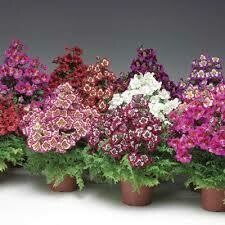 Schizanthus- Atlantis Mix- 4 Schizanthus- Atlantis Mix- 4