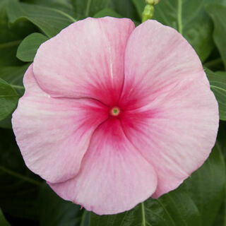 Vinca- Cascade Strawberry- 4 Vinca- Cascade Strawberry- 4