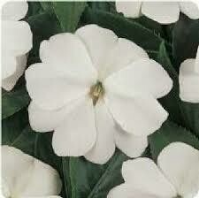 New Guinea Impatiens- Divine White- 4 New Guinea Impatiens- Divine White- 4
