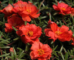 Moss Rose- Sundial Scarlet- 4 Pack Moss Rose- Sundial Scarlet- 4 Pack