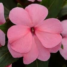 New Guinea Impatiens- Divine Pink- 4 New Guinea Impatiens- Divine Pink- 4