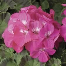 Geranium- Pinto Premium Deep Rose- 3 Geranium- Pinto Premium Deep Rose- 3