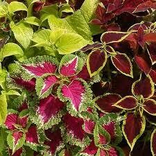 Coleus- Kong Empire Mix- 3 Coleus- Kong Empire Mix- 3