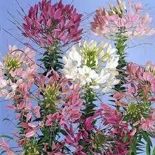 Cleome- Queen- 6 Cleome- Queen- 6