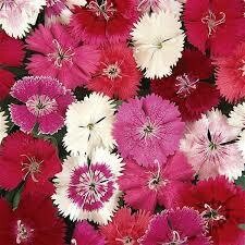 Dianthus- Ideal Select Mix- 3 Dianthus- Ideal Select Mix- 3
