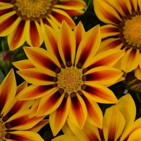 Gazania- New Day Red Stripe- 2 Pack Gazania- New Day Red Stripe- 2 Pack