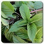 Basil- Sweet Thai Basil- Sweet Thai