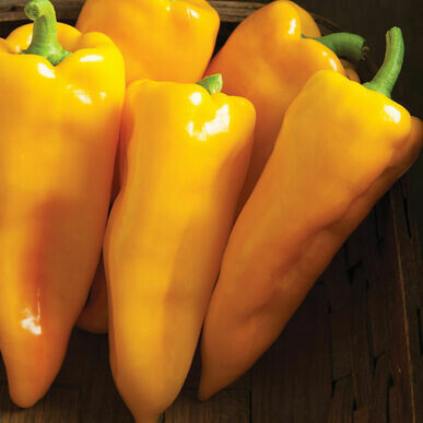 Pepper- Escamillo F1 Pepper- Escamillo F1