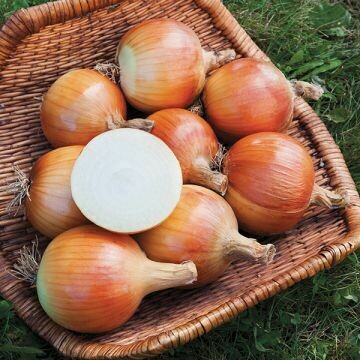 Onion- Yankee F1 Onion- Yankee F1
