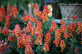 Snapdragon- Snaptastic Orange Flame- 4 Snapdragon- Snaptastic Orange Flame- 4