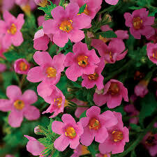 Bacopa- Pinktopia- 2Pack Bacopa- Pinktopia- 2Pack