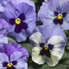 Pansy- Delta Premium Marina- 3 Pansy- Delta Premium Marina- 3