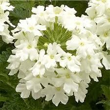 Verbena- Obsession Cascade White- 2 Pack Verbena- Obsession Cascade White- 2 Pack