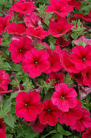 Petunia- Easy Wave Berry Velour- 10 Petunia- Easy Wave Berry Velour- 10
