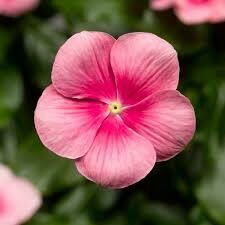 Vinca- Cascade Shell Pink- 4 Vinca- Cascade Shell Pink- 4