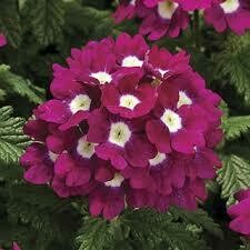 Verbena- Tuscany Burgundy with Eye- 2 Pack Verbena- Tuscany Burgundy with Eye- 2 Pack