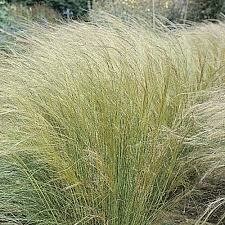 Grass- Stipa Angel Hair- 4 Grass- Stipa Angel Hair- 4