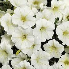 Petunia- Shock Wave Coconut- 3 Petunia- Shock Wave Coconut- 3