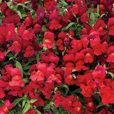 Wave Snapdragons- Candy Showers Red- 10 Wave Snapdragons- Candy Showers Red- 10