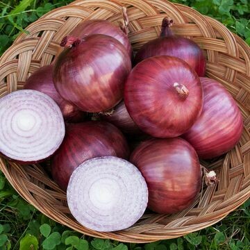 Onion- Monastrell F1 Onion- Monastrell F1