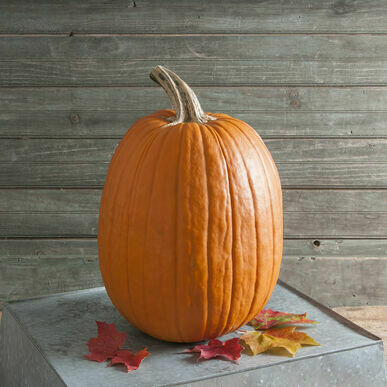 Pumpkin- Rock Star Pumpkin- Rock Star