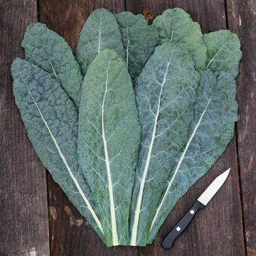 Kale- Lacinato Kale- Lacinato