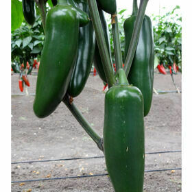 Pepper- Jedi F1 Pepper- Jedi F1